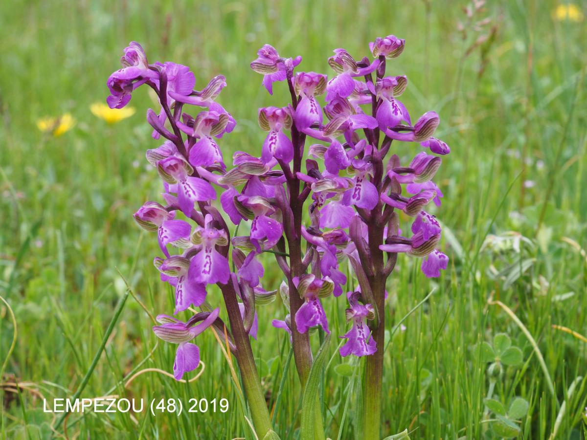 Orchid, Green-winged flower